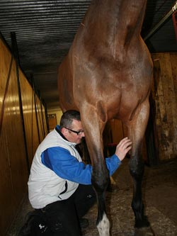 Akupunkturbehandling av häst