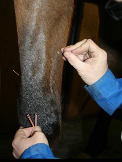 Närbild visar hur akupunkturnålar sticks in i hästens ben
